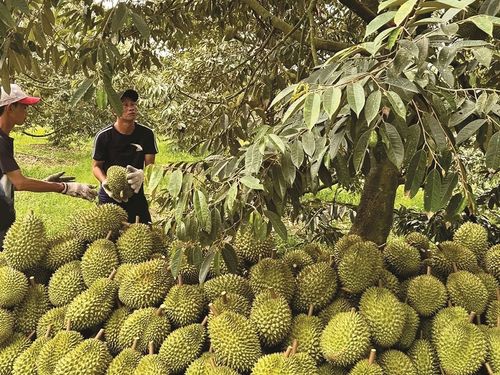 Xuất khẩu sầu riêng 8 tháng đạt gần 2 tỷ USD: Tăng trưởng mạnh, áp lực chất lượng lớn