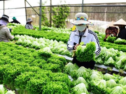 Lâm Đồng mở rộng hợp tác với Trung Quốc, đón dòng vốn vào nông nghiệp và công nghiệp