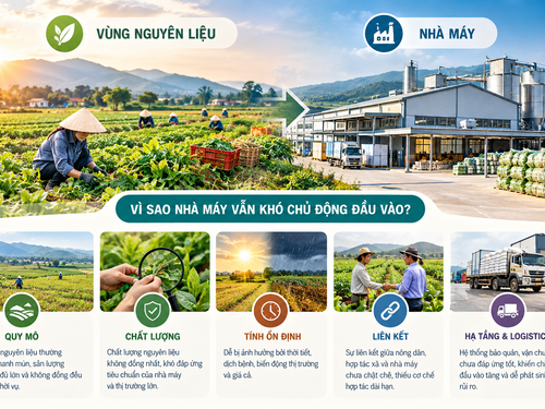 Có vùng nguyên liệu, vì sao nhà máy vẫn khó chủ động đầu vào?