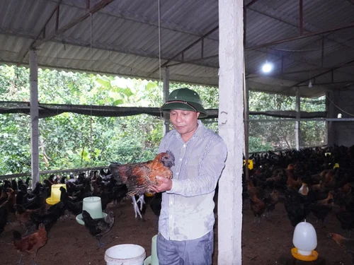 Gà đen H’Mông – Đặc sản từ vùng đất khó Yên Hòa Phú