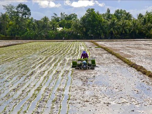 Chăm sóc lúa sau gieo sạ: Bí quyết giúp cây sinh trưởng đồng đều, giảm chi phí và nâng cao hiệu quả sản xuất