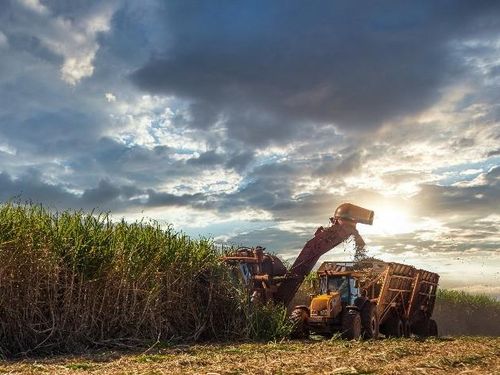Giá đường thế giới tăng mạnh: Nguồn cung Thái Lan chịu sức ép, thị trường rung lắc