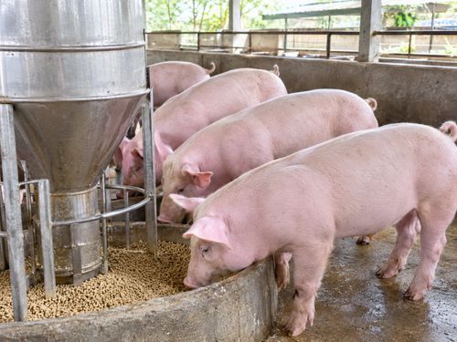 Giá heo hơi hôm nay 18/9: Tăng 1.000 đồng/kg tại hai tỉnh miền Bắc