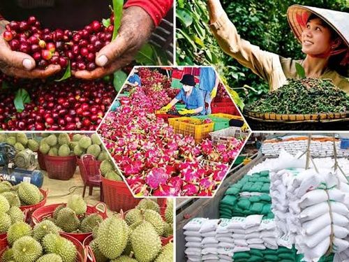 Giá nông sản hôm nay 18/9: Lúa giảm, cà phê và hồ tiêu cùng điều chỉnh