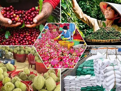 Giá nông sản hôm nay 18/9: Lúa giảm, cà phê và hồ tiêu cùng điều chỉnh