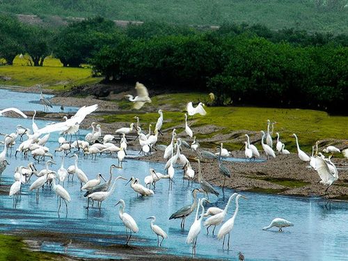 Vườn Quốc gia Xuân Thủy được công nhận là Điểm du lịch, mở hướng phát triển du lịch sinh thái gắn với bảo tồn