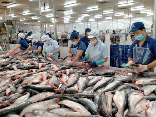 Xuất khẩu cá tra: Vượt áp lực thị trường, nâng cấp chuỗi giá trị