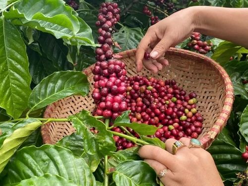Giá cà phê hôm nay 22/9: Đi ngang sau tuần giảm mạnh, cao nhất 93.800 đồng/kg