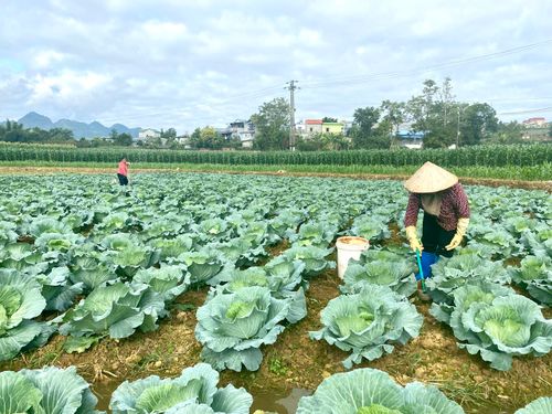 Hà Nội đẩy mạnh sản xuất gối vụ, nâng hiệu quả quỹ đất nông nghiệp