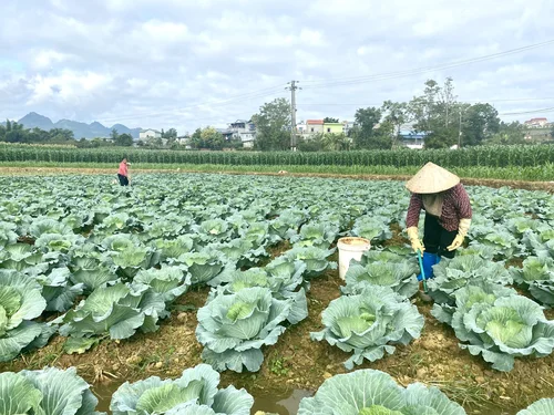 Hà Nội đẩy mạnh sản xuất gối vụ, nâng hiệu quả quỹ đất nông nghiệp