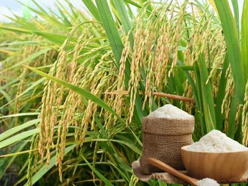 Giá lúa gạo hôm nay 22/9/2026: Gạo nguyên liệu tiếp tục giữ giá