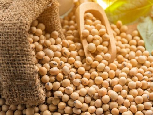 Đậu tương thế giới trước hai lực kéo: Trung Quốc tăng mua, Mỹ vào vụ thu hoạch