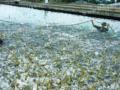 Ngành tôm Việt Nam trước áp lực môi trường và yêu cầu sản xuất xanh