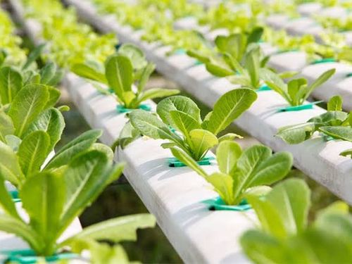 Chuyển đổi số quản lý an toàn thực phẩm: Từ truy xuất nguồn gốc đến chủ động phòng ngừa rủi ro