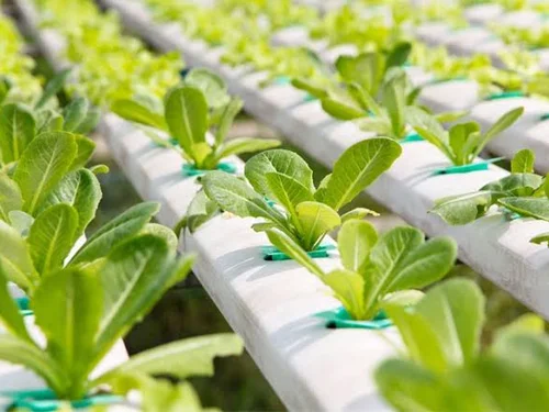 Chuyển đổi số quản lý an toàn thực phẩm: Từ truy xuất nguồn gốc đến chủ động phòng ngừa rủi ro