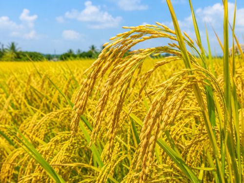 Giá lúa gạo hôm nay 25/9: Gạo nguyên liệu nhích lên, thị trường chuyển tiếp vụ Thu Đông