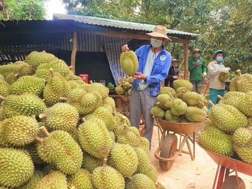 Sầu riêng Việt Nam tại Trung Quốc đối mặt thêm sức ép cạnh tranh từ Philippines