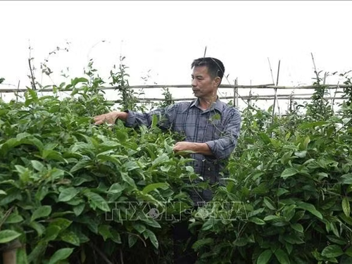 Phú Thọ hình thành vùng dược liệu gắn với chế biến và xây dựng thương hiệu