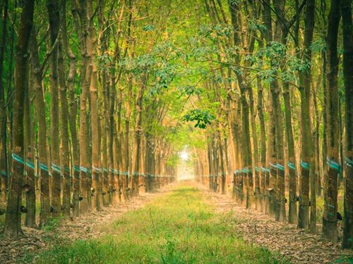 Giá cao su hôm nay 26/9: Nhật Bản chạm đỉnh 15 năm, thị trường châu Á đồng loạt tăng
