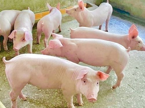 Giá heo hơi hôm nay 26/9: Chỉ còn 2 địa phương giữ giá 60.000 đồng/kg