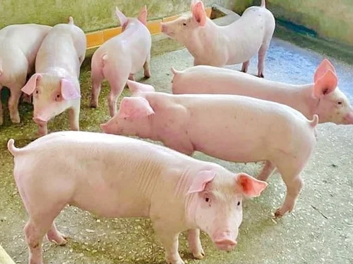 Giá heo hơi hôm nay 26/9: Chỉ còn 2 địa phương giữ giá 60.000 đồng/kg