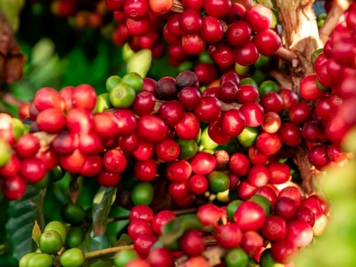 Giá cà phê hôm nay 26/9: Robusta và Arabica đồng loạt tăng