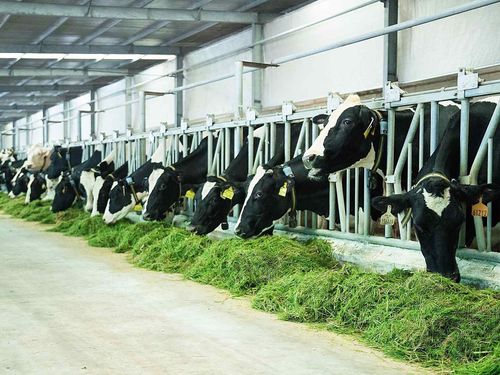 Nâng năng suất, giảm cường độ phát thải: Hướng đi mới của chăn nuôi phát thải thấp