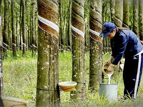 Giá cao su hôm nay 28/9: Thị trường thế giới tăng, giá mủ trong nước ổn định