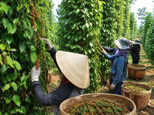 Giá tiêu hôm nay 29/9/2026: Thị trường đi ngang sau tuần giảm