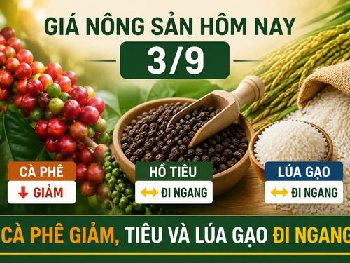 Giá nông sản hôm nay 3/9: Cà phê tiếp tục giảm, tiêu và lúa gạo ổn định