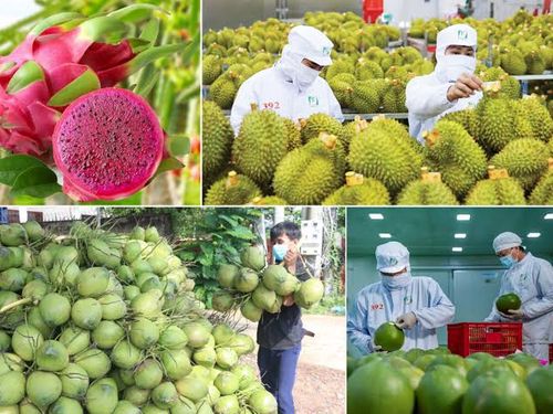 Xuất khẩu rau quả 8 tháng vượt 6 tỷ USD: Tháo nút thắt vùng nguyên liệu, mở dư địa tăng trưởng