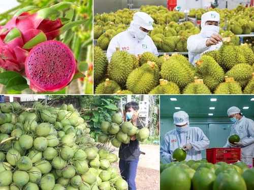 Xuất khẩu rau quả 8 tháng vượt 6 tỷ USD: Tháo nút thắt vùng nguyên liệu, mở dư địa tăng trưởng