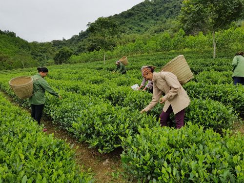 Đề xuất hỗ trợ tối đa 80% chi phí phát triển vùng nguyên liệu