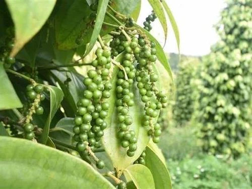 Xuất khẩu hồ tiêu vượt 1 tỷ USD: Chuẩn hóa vùng trồng, nâng chất lượng để đi xa hơn
