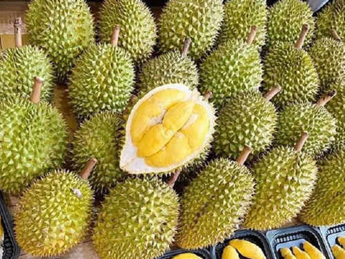 Giá sầu riêng hôm nay 3/9: Hàng đẹp giữ giá cao, xuất khẩu tiếp tục tạo động lực