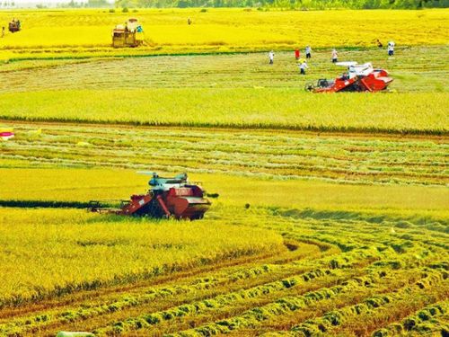 Cần Thơ đưa công nghệ vào chuỗi giá trị lúa gạo, thủy sản