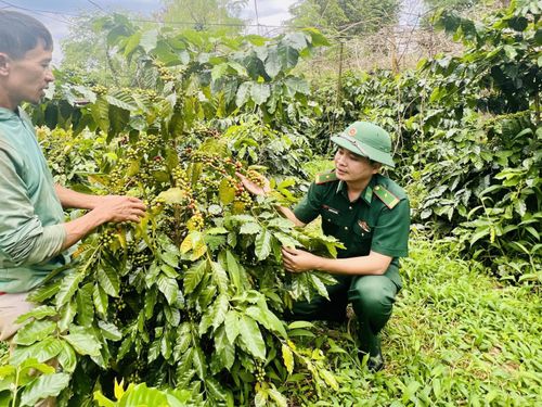 Quảng Trị nâng tầm OCOP từ vùng nguyên liệu đến chuỗi giá trị