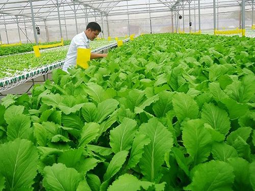 Nông nghiệp Đà Nẵng chuyển mình theo hướng xanh, an toàn và bền vững
