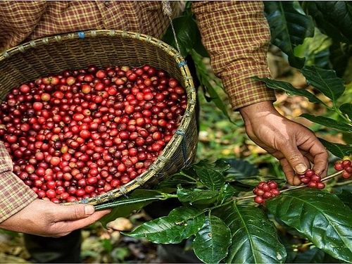 Xuất khẩu cà phê: Dư địa rộng mở từ chế biến sâu