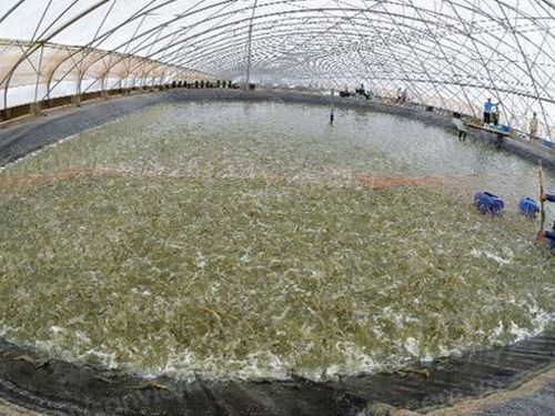 Vĩnh Long mở rộng nuôi tôm công nghệ cao, hướng tới gia tăng giá trị xuất khẩu