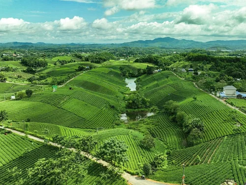 HTX ở Thái Nguyên kết hợp sản xuất xanh với chuyển đổi số, nâng giá trị nông sản
