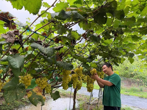 Nông nghiệp sinh thái: Từ yêu cầu bắt buộc đến giá trị xanh