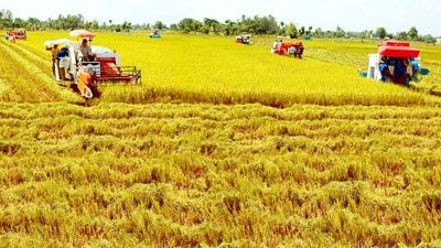 Từ ruộng nhỏ manh mún đến cánh đồng lớn: Bước chuyển của nông nghiệp vùng Đồng bằng sông Hồng