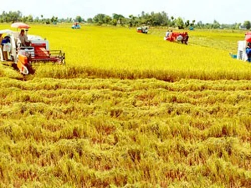 Từ ruộng nhỏ manh mún đến cánh đồng lớn: Bước chuyển của nông nghiệp vùng Đồng bằng sông Hồng