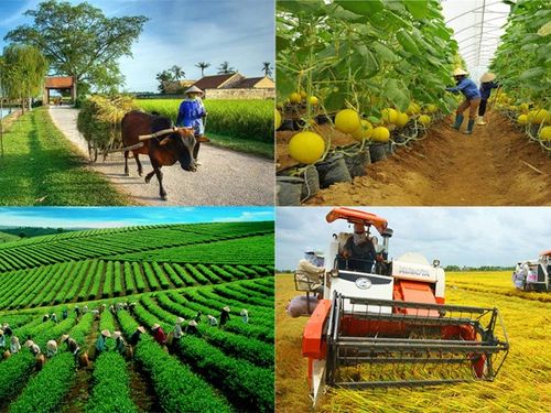 Doanh nghiệp nông thôn đẩy mạnh sản xuất, nâng cao giá trị sản phẩm địa phương