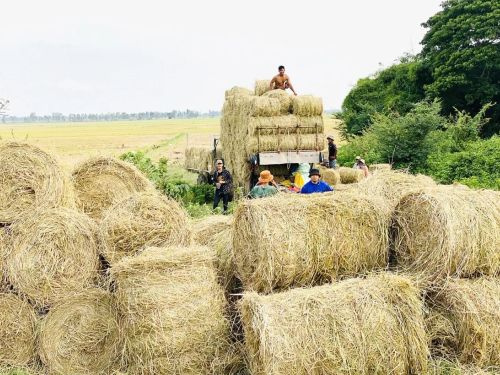 Từ rơm rạ đến nguồn tài nguyên cho nông nghiệp xanh