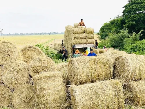 Từ rơm rạ đến nguồn tài nguyên cho nông nghiệp xanh
