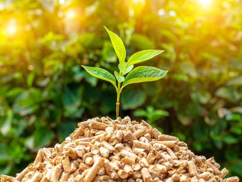 Trấu: Nguồn nhiên liệu tiềm năng cho năng lượng sinh khối