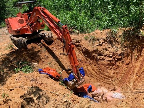 Miền Trung kiểm soát dịch tả lợn châu Phi, hướng dẫn người dân tái đàn an toàn