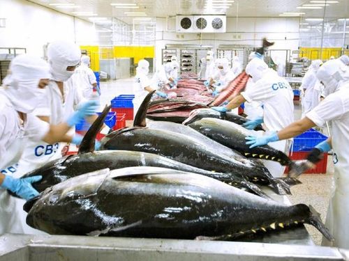 Gỡ khó xuất khẩu cá ngừ